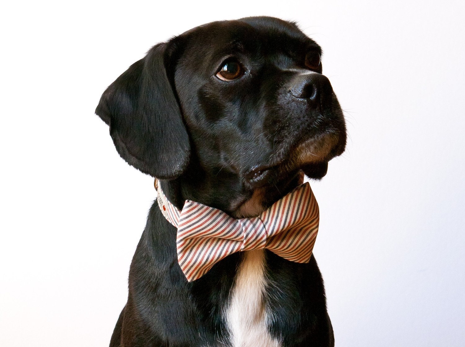 Dog Bowtie