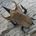origami atlas beetle pin