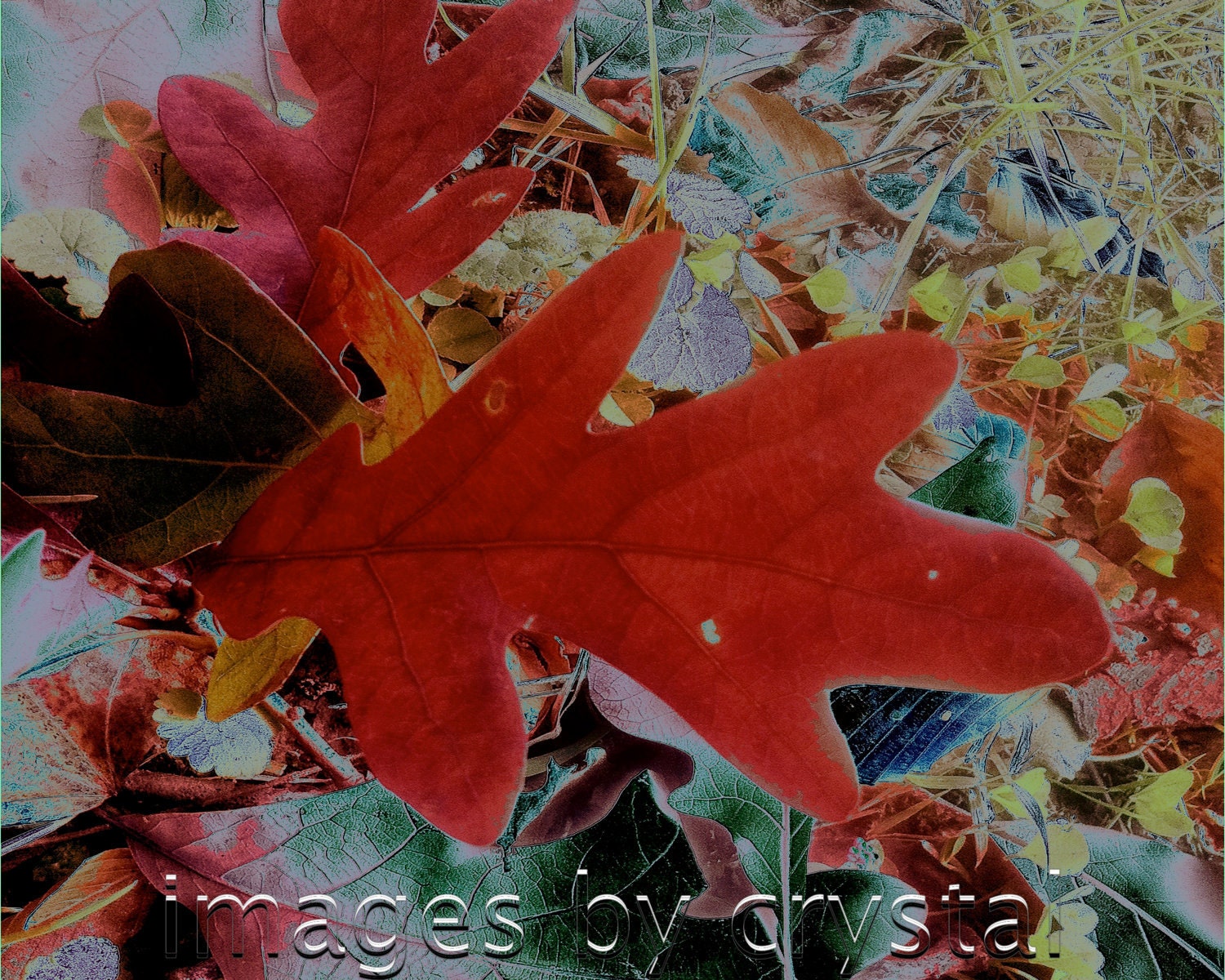 Oak Leaves Leaf Fall Autumn Colors Rust Reds Orange Nature Art Photography
