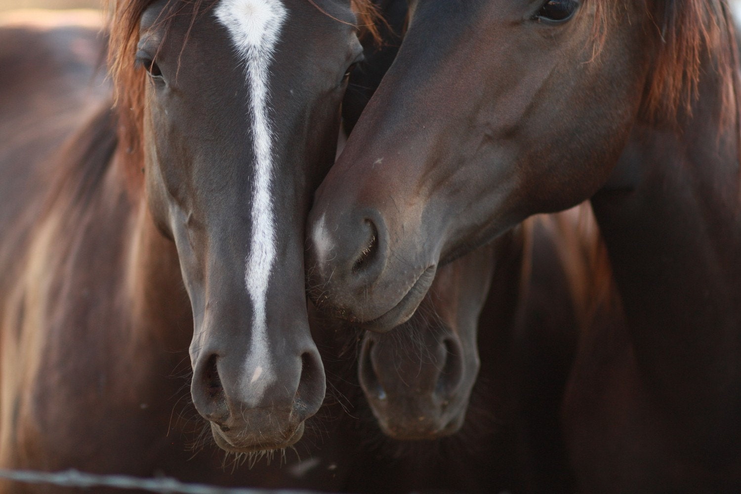horse whispers - fine photography (and so farm fresh)