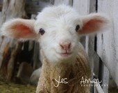 grinny - fine photography (and so farm fresh) 8x10 photograph hardbacked