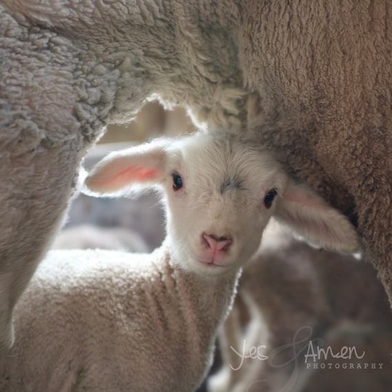 treasured - fine lamb cards (and so farm fresh)