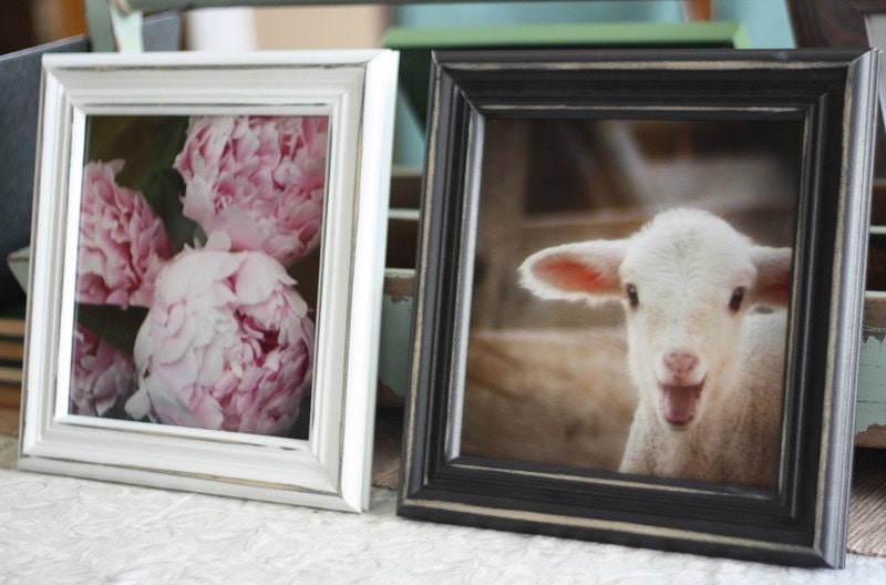 hello world - fine lamb photography (and so farm fresh) - 8x8 image hard backed