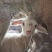 treasured - fine lamb cards (and so farm fresh)