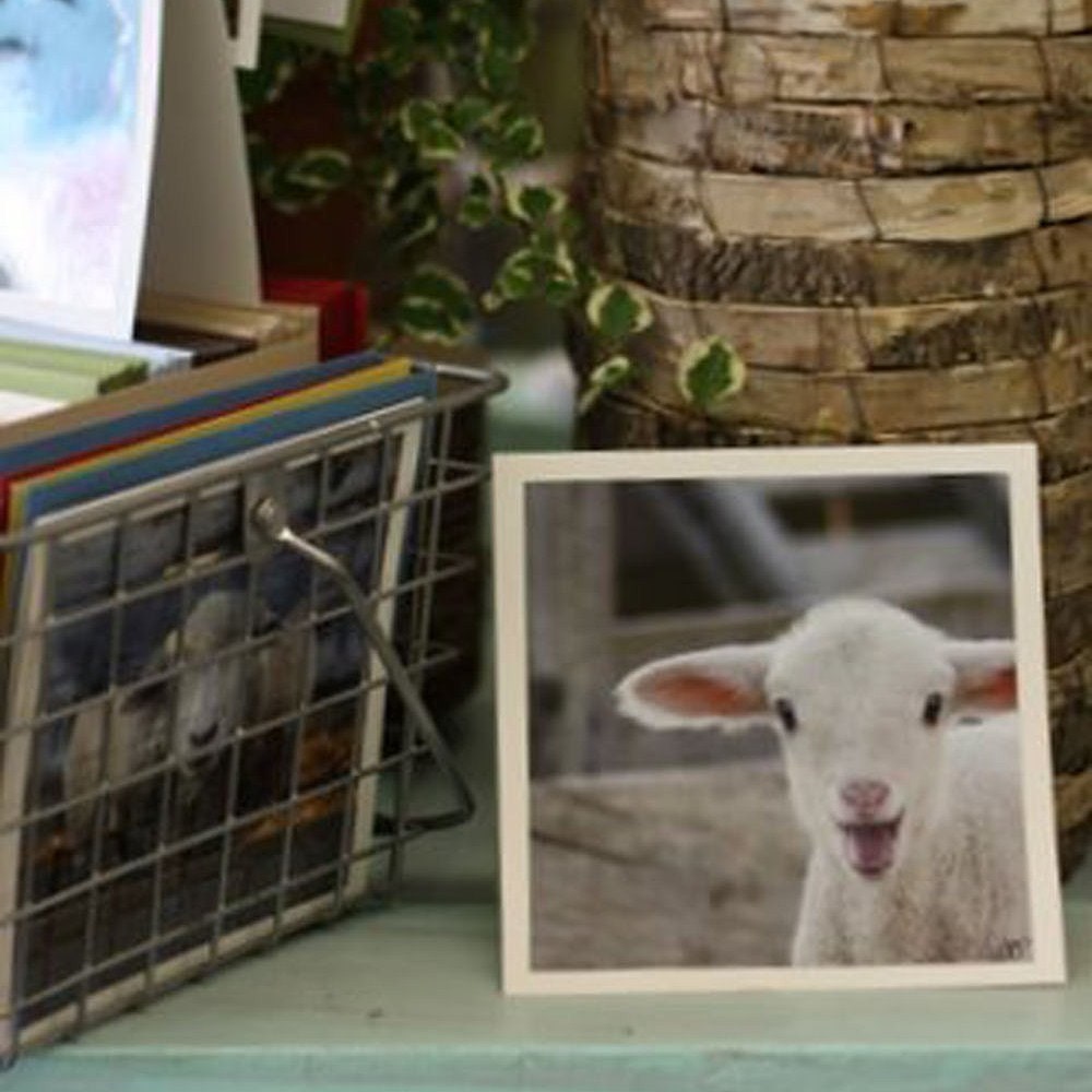 treasured - fine lamb cards (and so farm fresh)