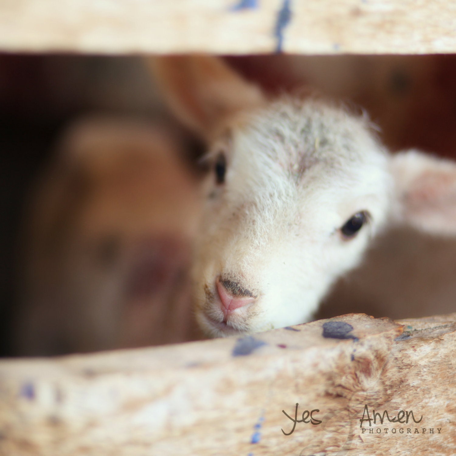 peace - fine lamb photography (and so farm fresh)
