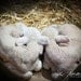 love you - fine lamb photography (and so farm fresh) cards
