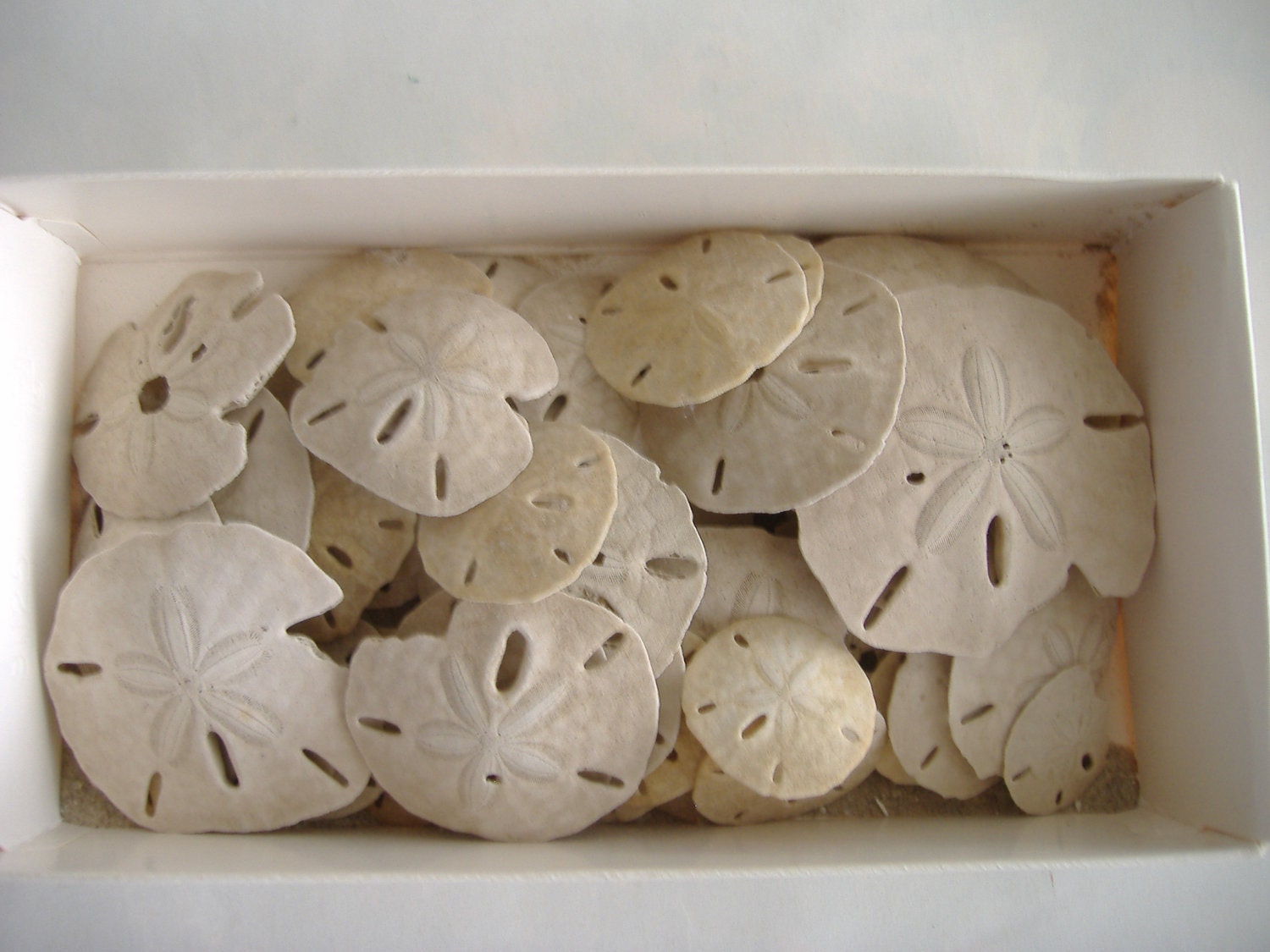 Box of Sand Dollars