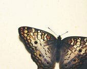 Lepidoptera 5x5 Fine Art Photography Print