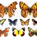 Butterfly Butterflies Digital Collage Sheet Scrapbooking ACEO ATC Digital Collage Sheet Card Tag Embellishment Background Tags 062