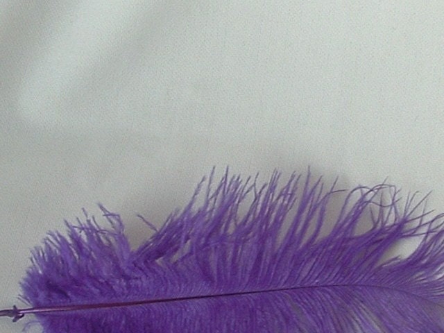 Purple Ostrich Feathers