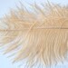 Champagne Ostrich Feathers
