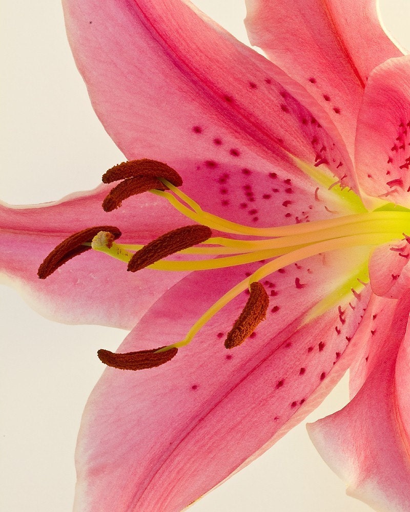 Photograph - Dark Pink Lily Bloom, Close Up, 8 x 10 on Metallic Paper