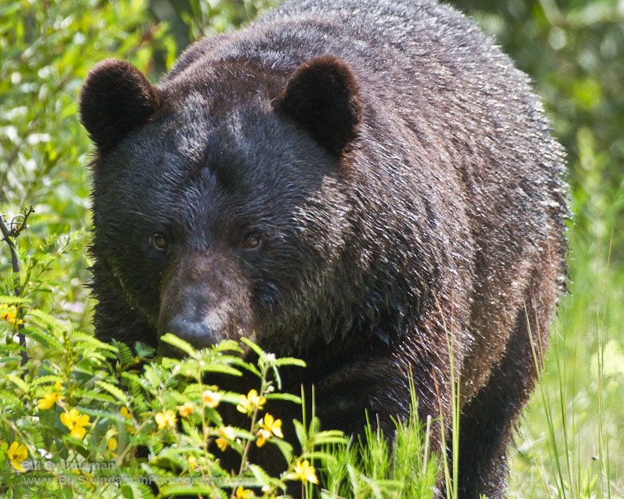 Photograph - Bear Stare 8 x 10