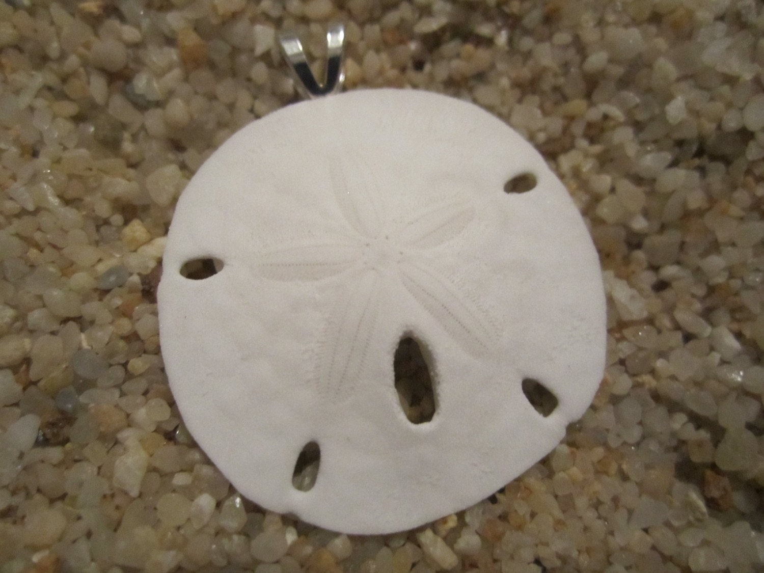 REAL sand dollar pendant WHITE silver