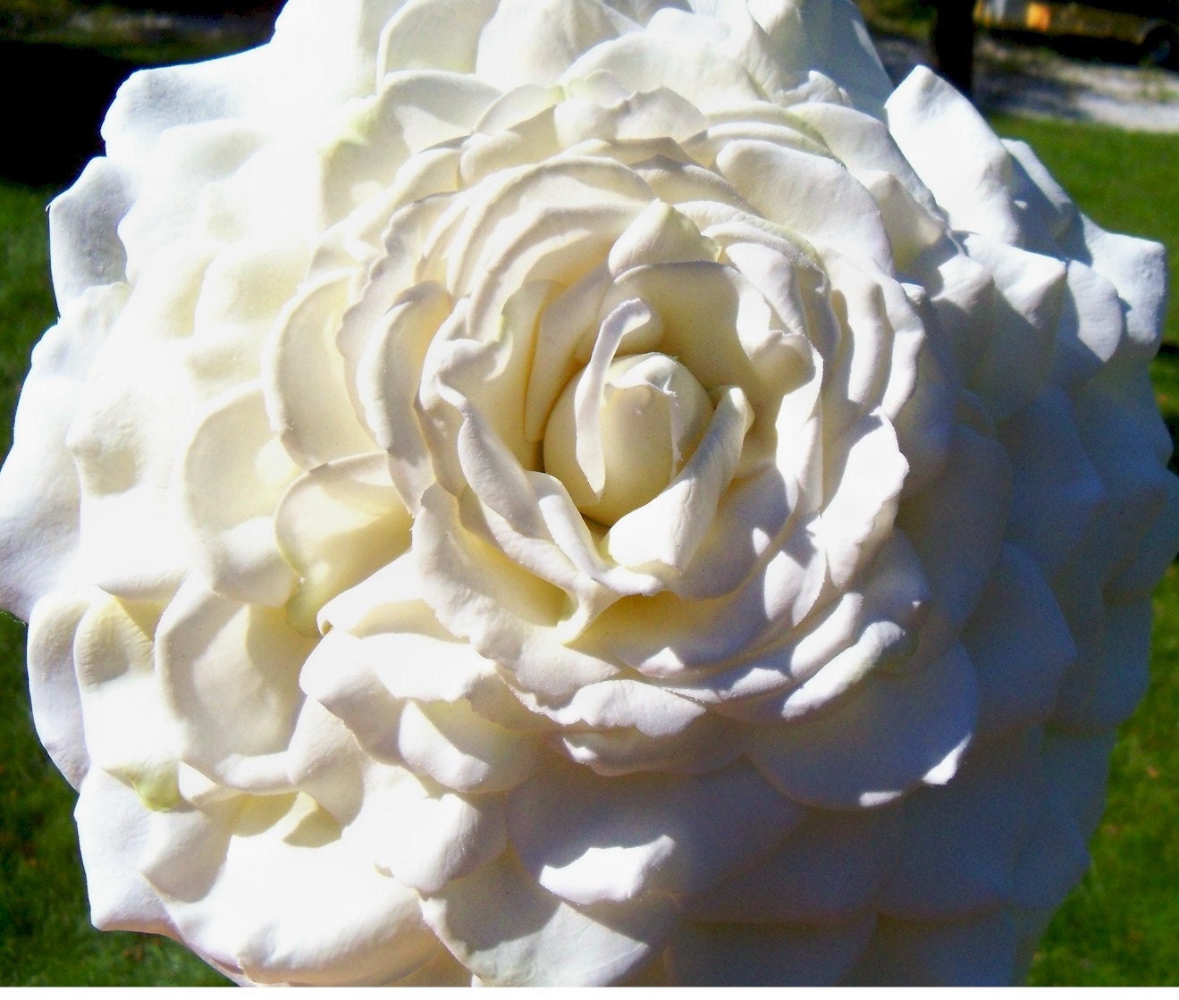 Bridal White Glamelia Bouquet