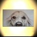 dog intrerrupted white pets Ready to hang 48"X24" X1.5" Contemporary Abstract Handmade Giclee Print on canvas liliana Graham