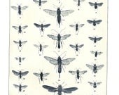 Insect Prints Set of 2 Two of Saw Flies and Horntails