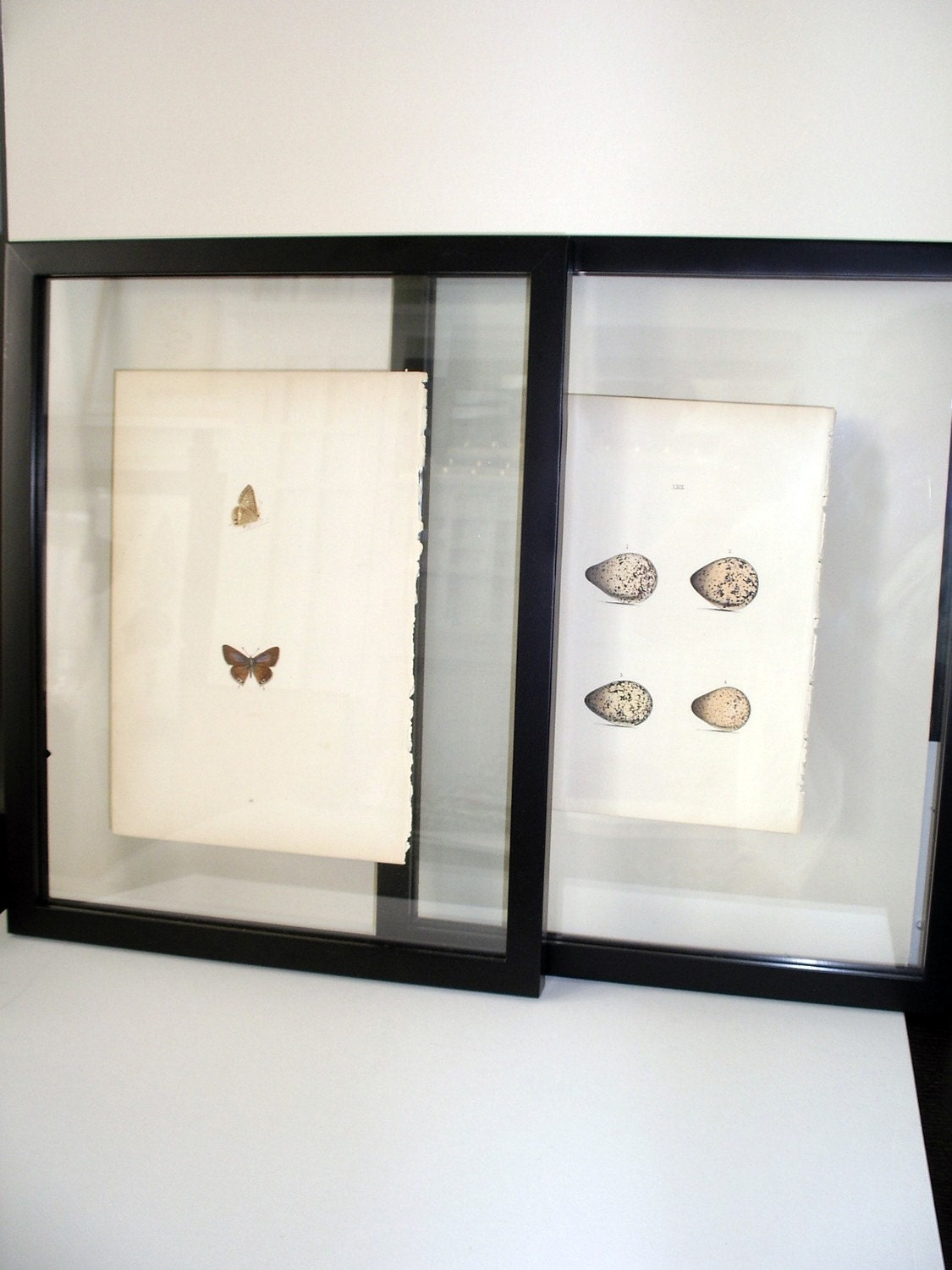 Floating Picture Frame for your Antique Prints  Wall Hanging Version in Wood and Your Choice of Butterfly or Egg Print