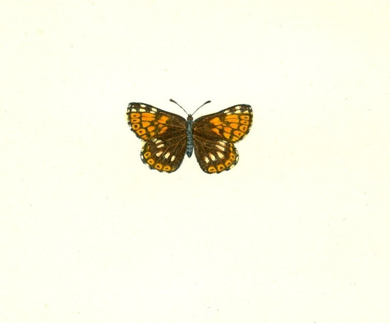 Antique Butterfly Print Bookplate of the DUKE OF BURGUNDY Fritillary  Original hand colored woodblock engraving by Francis Orpen Morris. A first edition print from Morris' book on The History of British Butterflies published in 1853