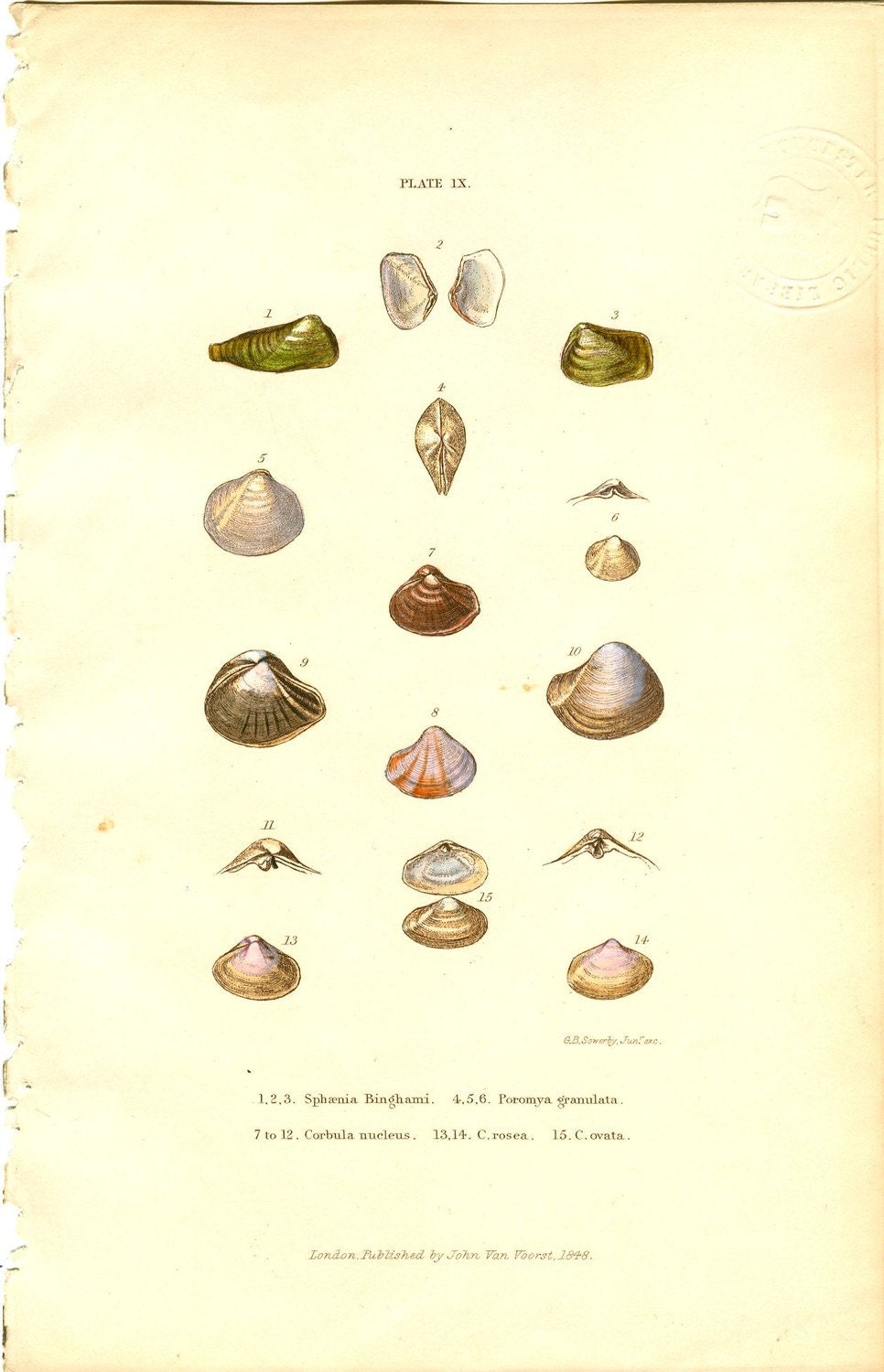Antique Sea Shell Prints RARE Sowerby Shell Prints  163 Years Old