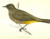 Vintage Bird Print  Antique Print by Morris 130 Year Old Wood Block Engraving