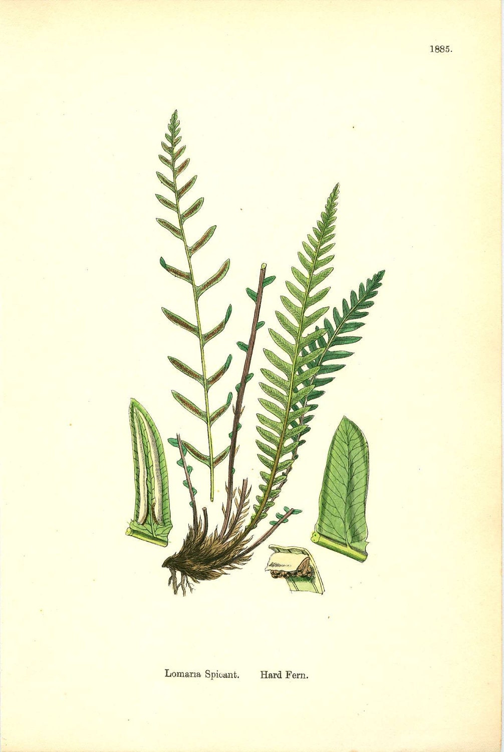 Antique Fern Print By Sowerby