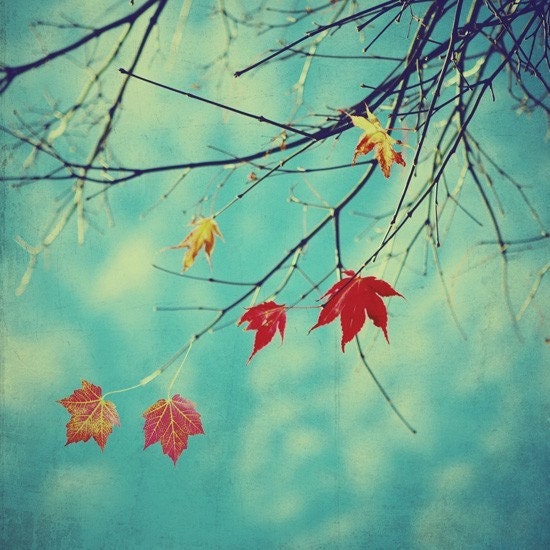 Fall leaves nature photo - Last Leaves of Fall - 8x8 fine art photo. Buy one get one free sale.