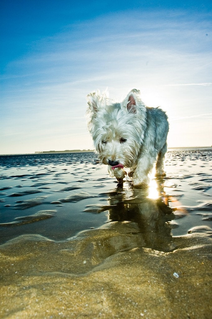 I am Crumpet 2 - Westie - West Highland terrier - Dog Photo - Nature Photography - 7x5 Print