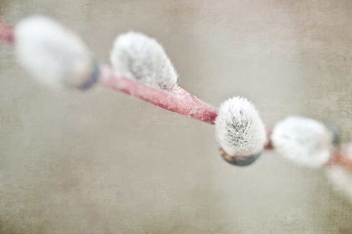 Photo of Pussy Willows - Fine Art Photo Entitled Spring Comes Softly - 8 X 12