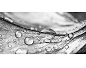 Macro Photo of Raindrops on Petunia Petal Entitled Pools and Streams - 12 X 18 - CarlaDyck
