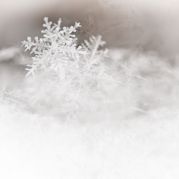 Macro Photo of Snowflake - Fine Art Photo Entitled Be You - 8 X 8