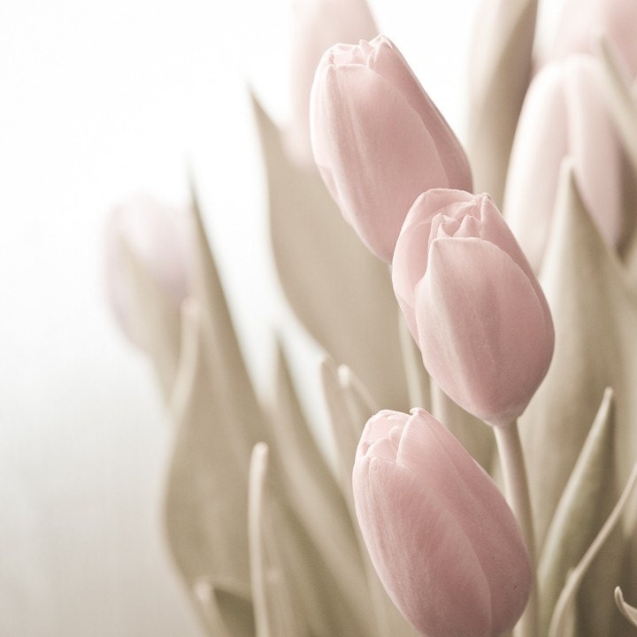 Photo of Soft Pink Tulips with Sage Green Leaves Entitled Whisper - Fine Art Photo - 8 X 8