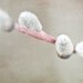 Photo of Pussy Willows - Fine Art Photo Entitled Spring Comes Softly - 8 X 12