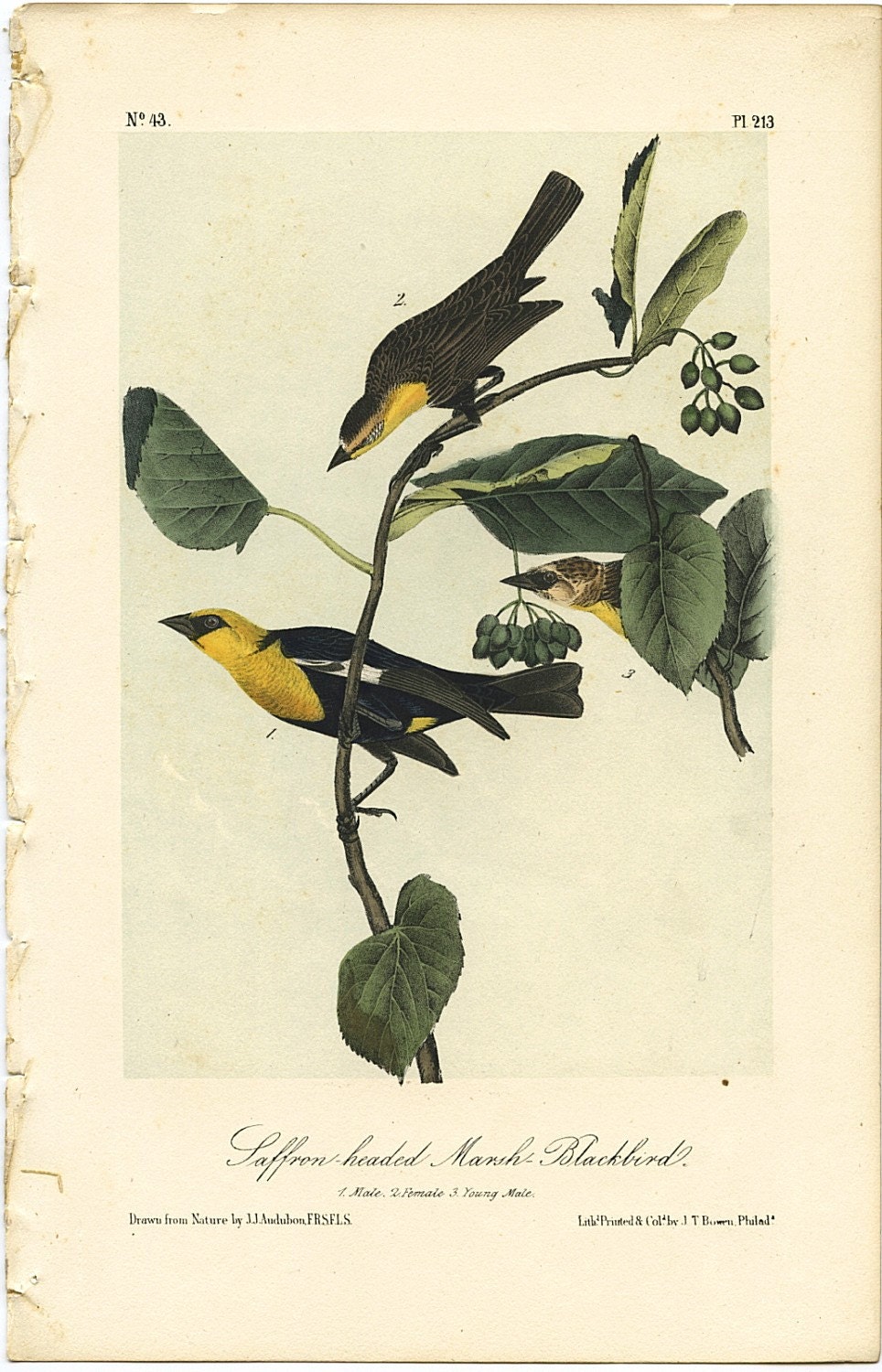 1842 Original J.J. Audubon Bird Lithograph Print / Marsh Blackbird