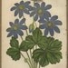 Antique 1875 Chromolithograph Print of Flowers / Hepatica