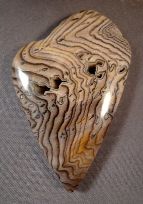 Hells Canyon Petrified Wood Cabochon