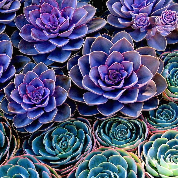SUCCULENTS -8X8 Square Original Fine Art Photograph