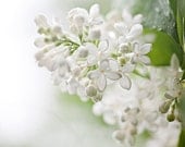 White lilac - 8x10 Fine Art Photograph