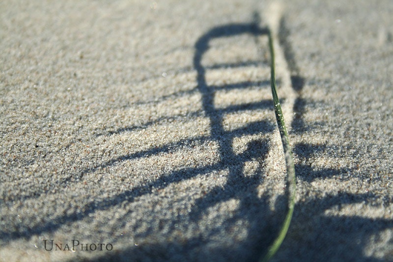 Sand scorpion - 8x10 Fine Art Photograph