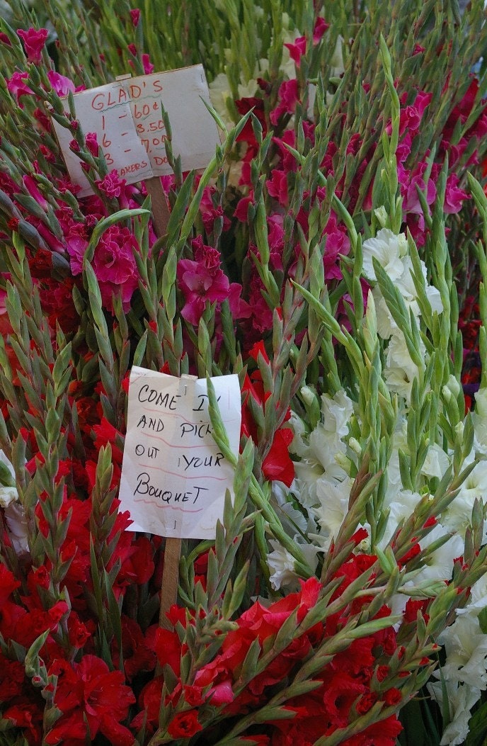 Wisconsin Farmer's Market  Buckets of Gladiolas For Sale 5x7 Fine Art Photographic Print Home Decor Gift Under 10