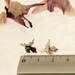 MOOSE Stud Earrings Sterling Silver Mini Zoo series