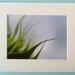 photograph - 5x7, matted, green, blue, sunflower, macro, lustre print
