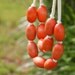coral wooden bib necklace with cream cotton jersey