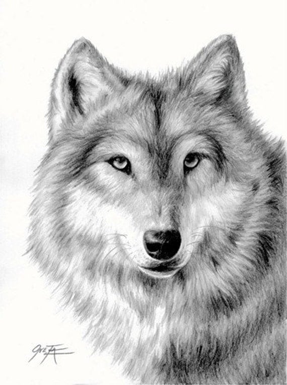 Items similar to Wolf, pencil drawing limited edition print by ONETA on