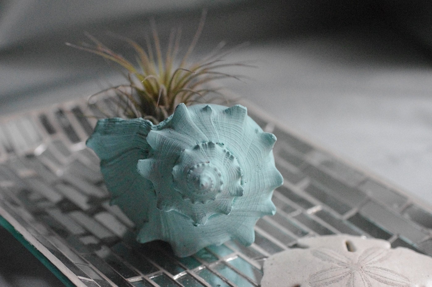 Whelk Seashell Air Plant - Aqua Blue