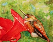 Hummingbird Signed  8 X 8 Art Print Signed Giclee Spring