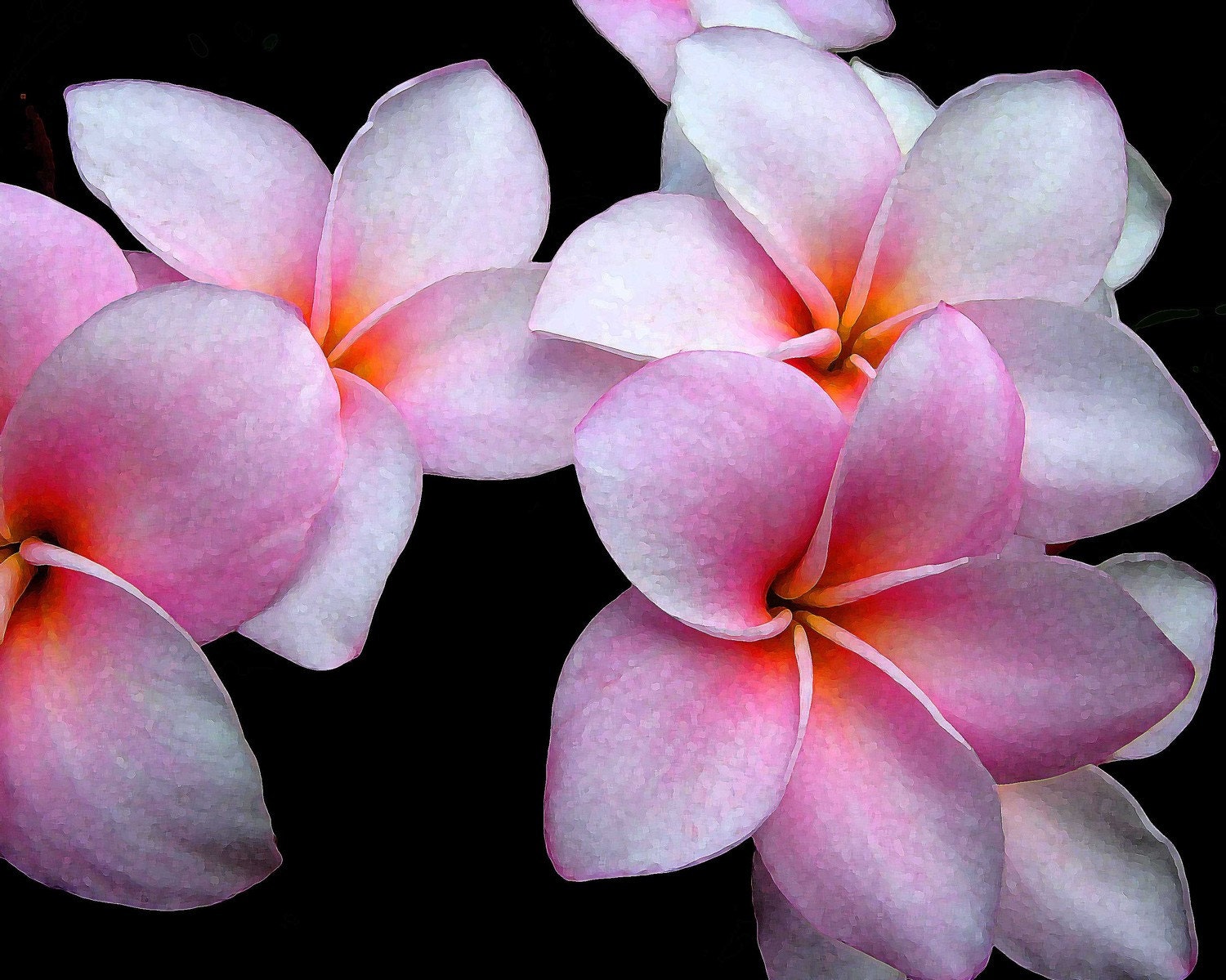 Hawaiian Plumeria