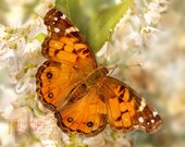 American Lady - Original Photograph 8x10 - Tangerine Tango Orange Autumn Butterfly Outdoors Backyard Garden