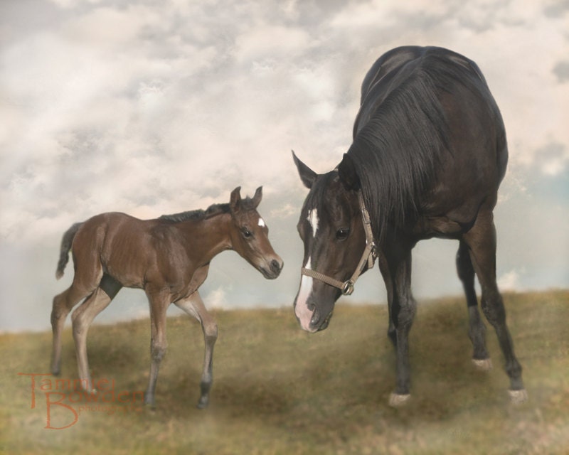 Mama Horse and Baby Foal - Original Photograph 8x10 - Sweet Pastel Muted Tones Nursery Decor Kids Wall Art